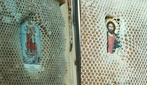 Шапат Створитеља: Како нам животиње откривају Божију нежност