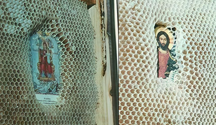 Шапат Створитеља: Како нам животиње откривају Божију нежност